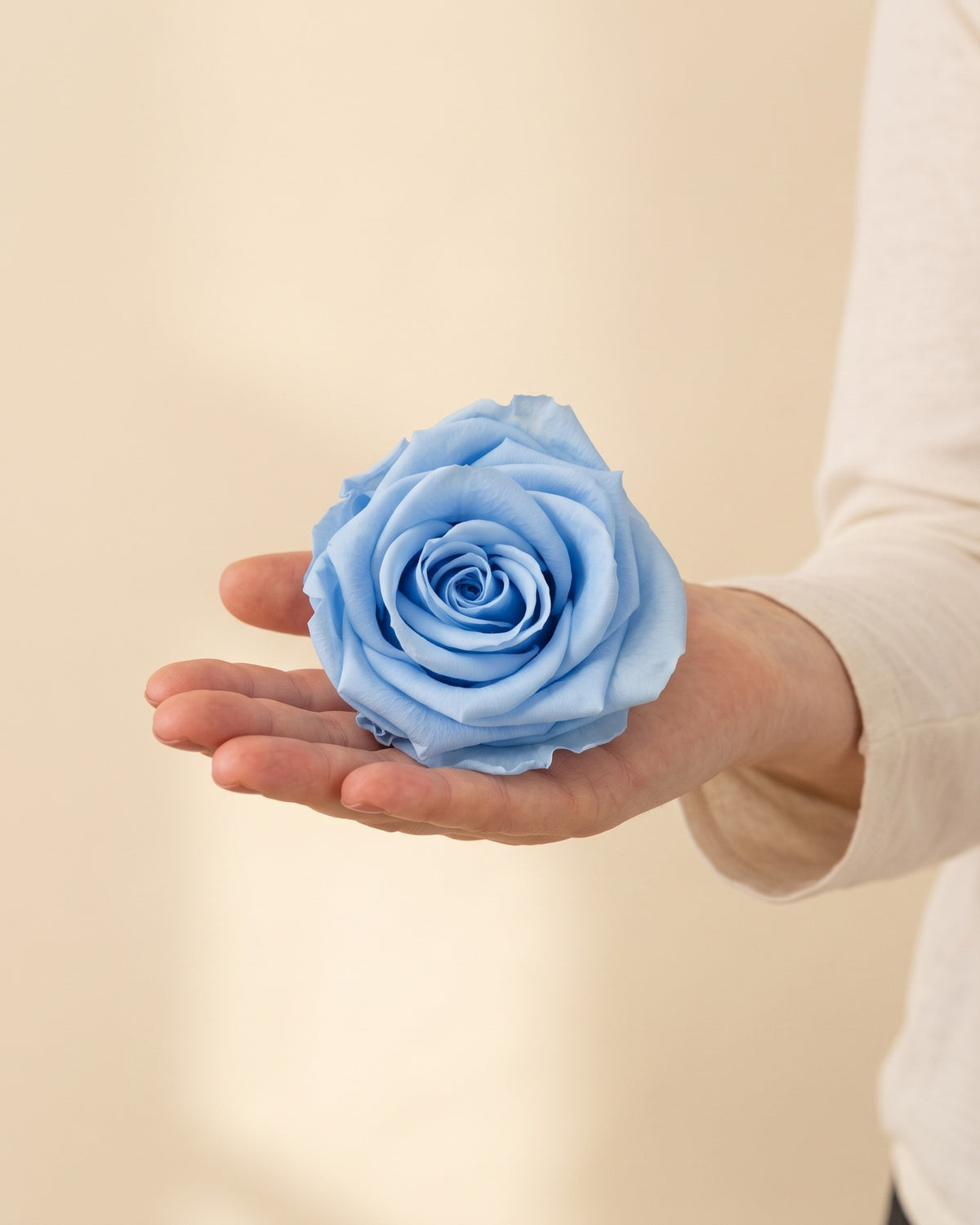 Uma cabeça de rosa preservada azul-celeste na mão, para ver o tamanho