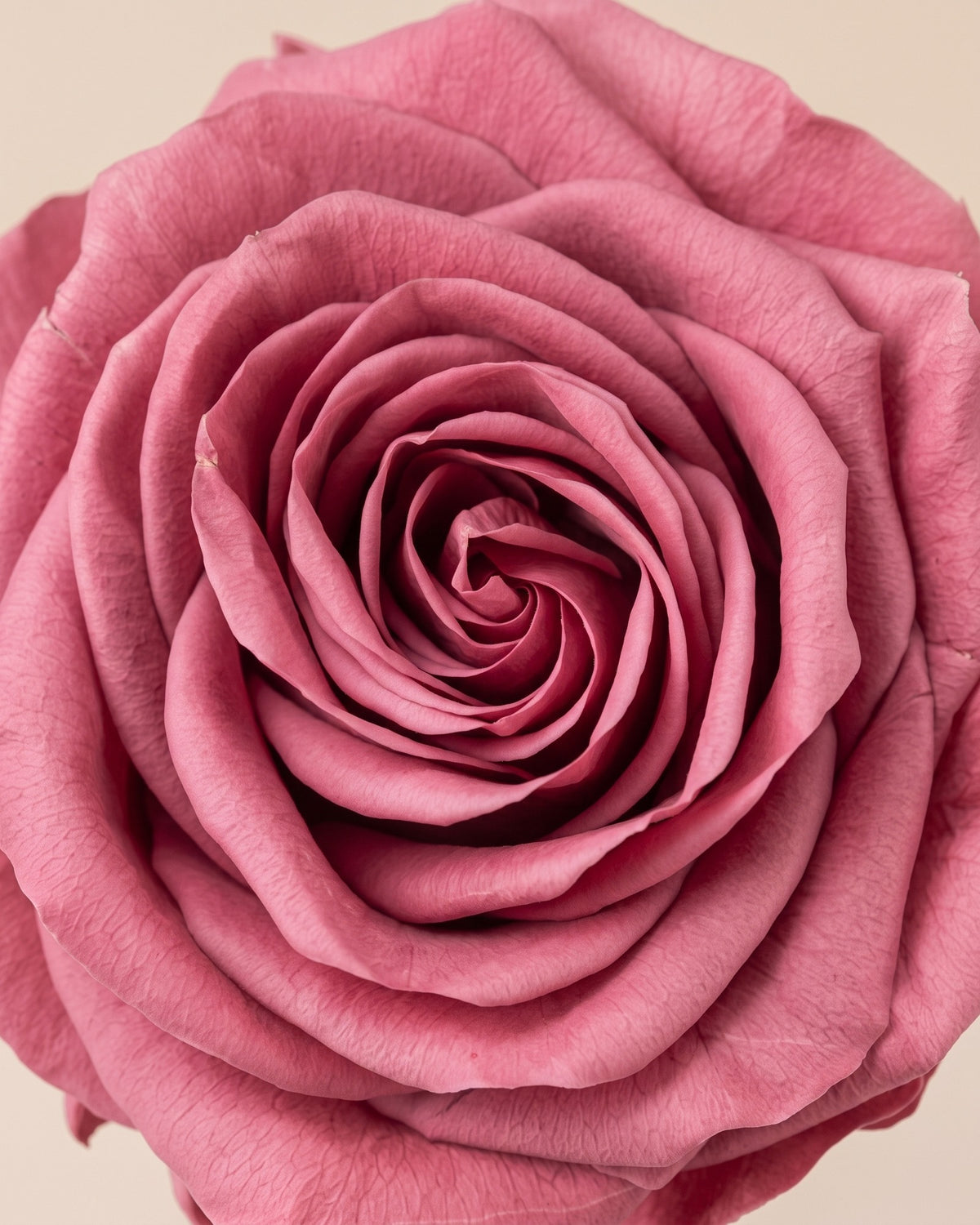 Pormenor das pétalas da rosa preservada cereja