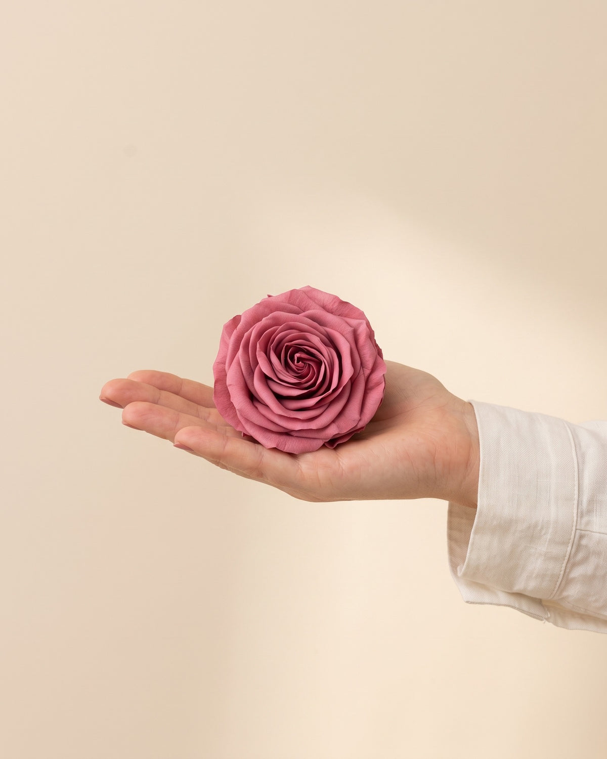 Uma cabeça de rosa preservada cereja na mão, para ver o tamanho