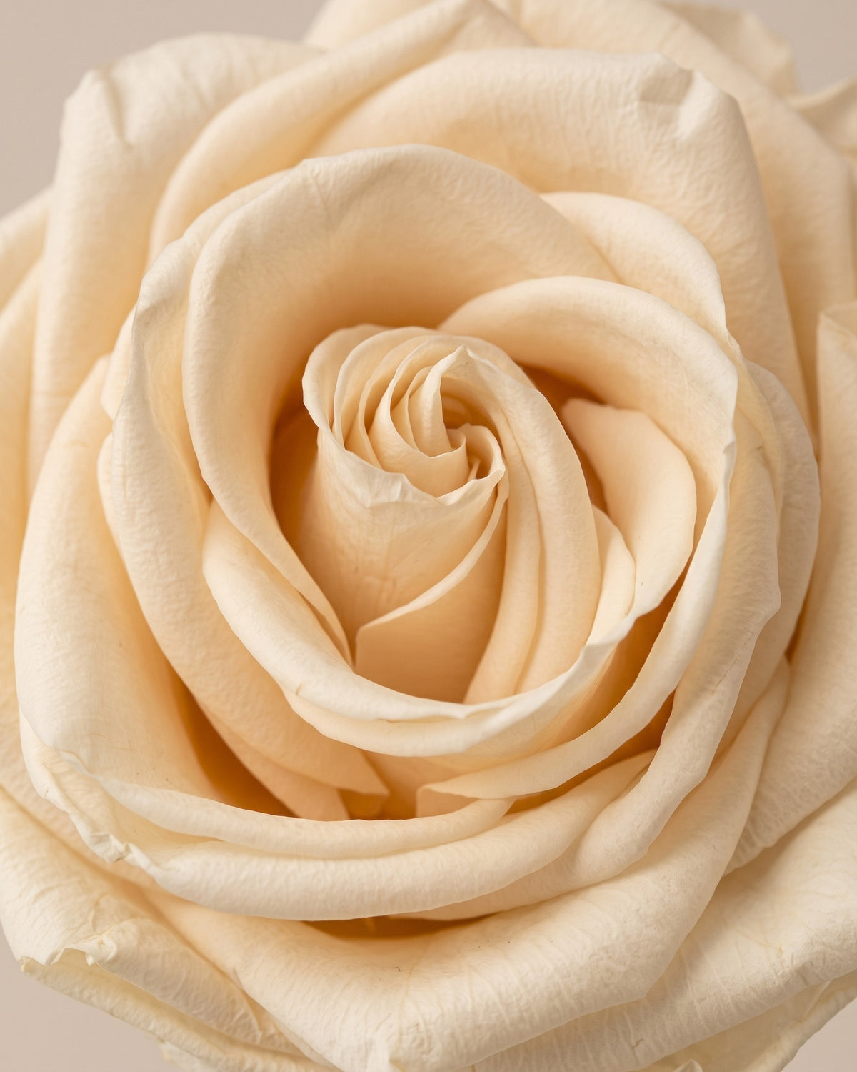 Pormenor das pétalas da rosa preservada champanhe