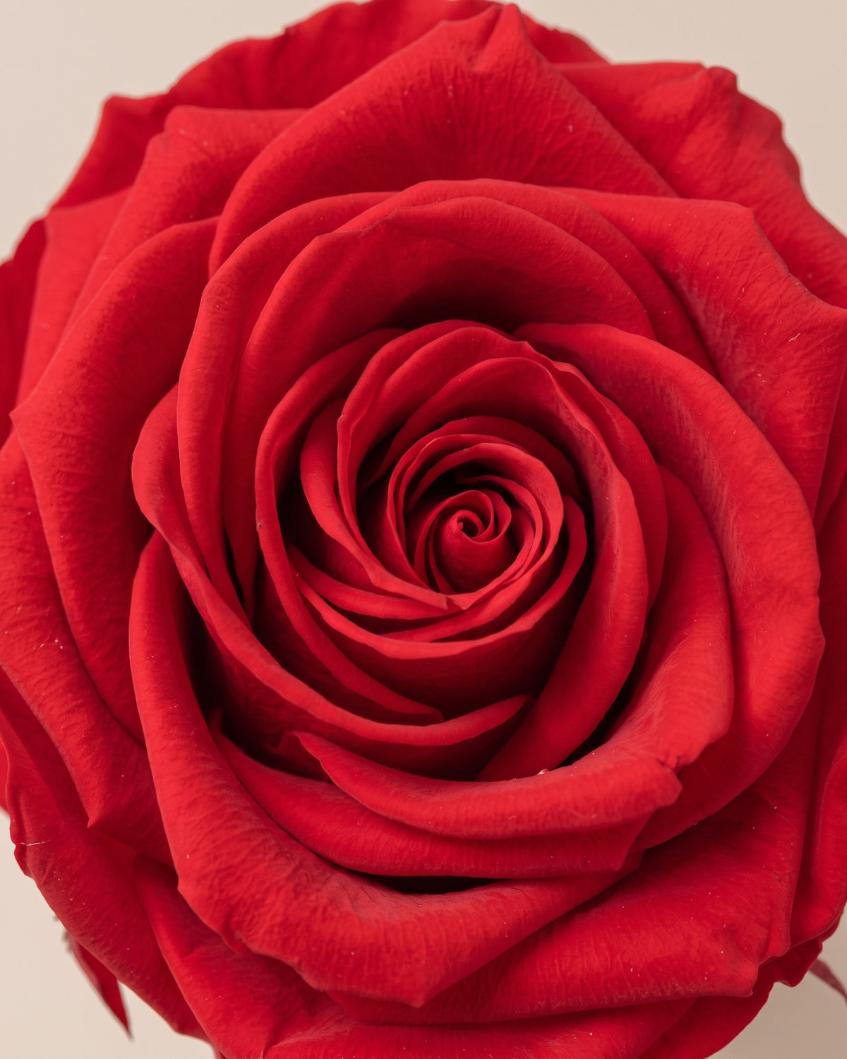 Pormenor das pétalas da rosa preservada vermelha