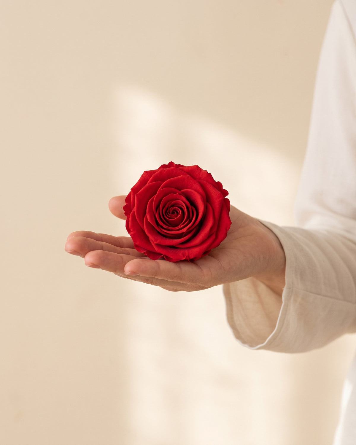 Uma cabeça de rosa preservada vermelha na mão, para ver o tamanho