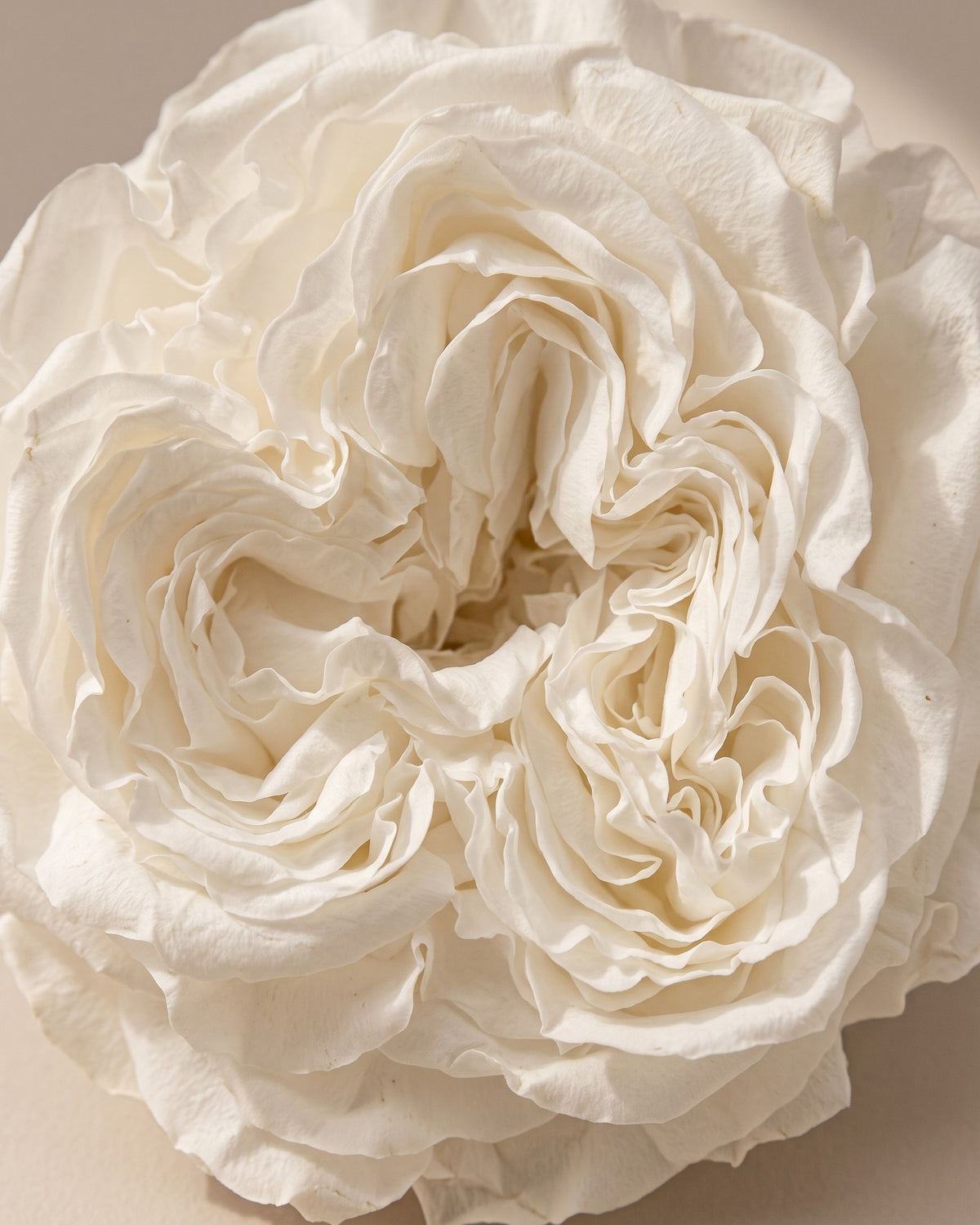 Detalle de los pétalos de la rosa de jardín preservada blanca (Romantic)