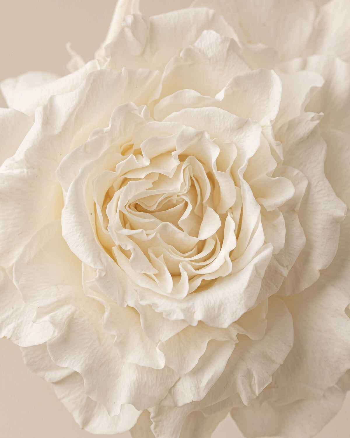 Detalle de los pétalos de la rosa preservada blanca