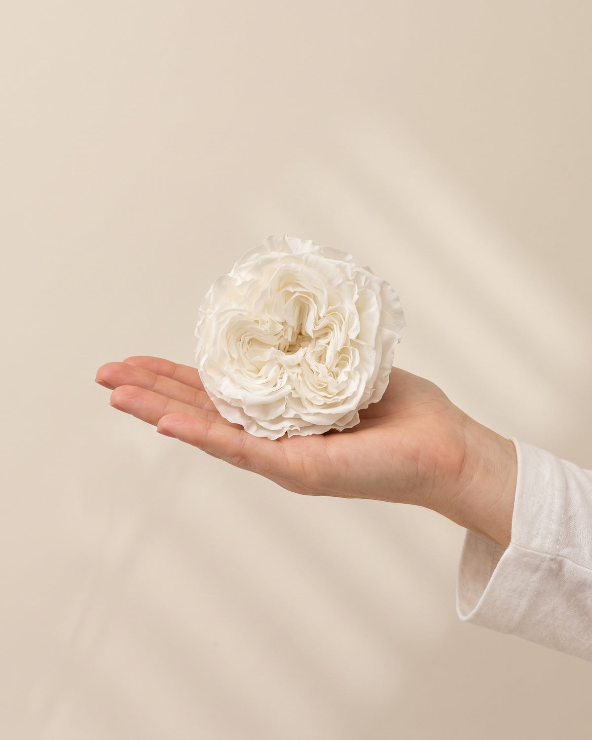 Cabeza de rosa de jardín preservada blanca (Romantic) en la palma de la mano, para ver su tamaño real