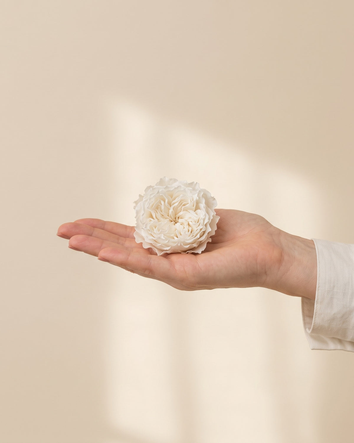 Una cabeza de rosa preservada blanca en la mano, para ver su tamaño