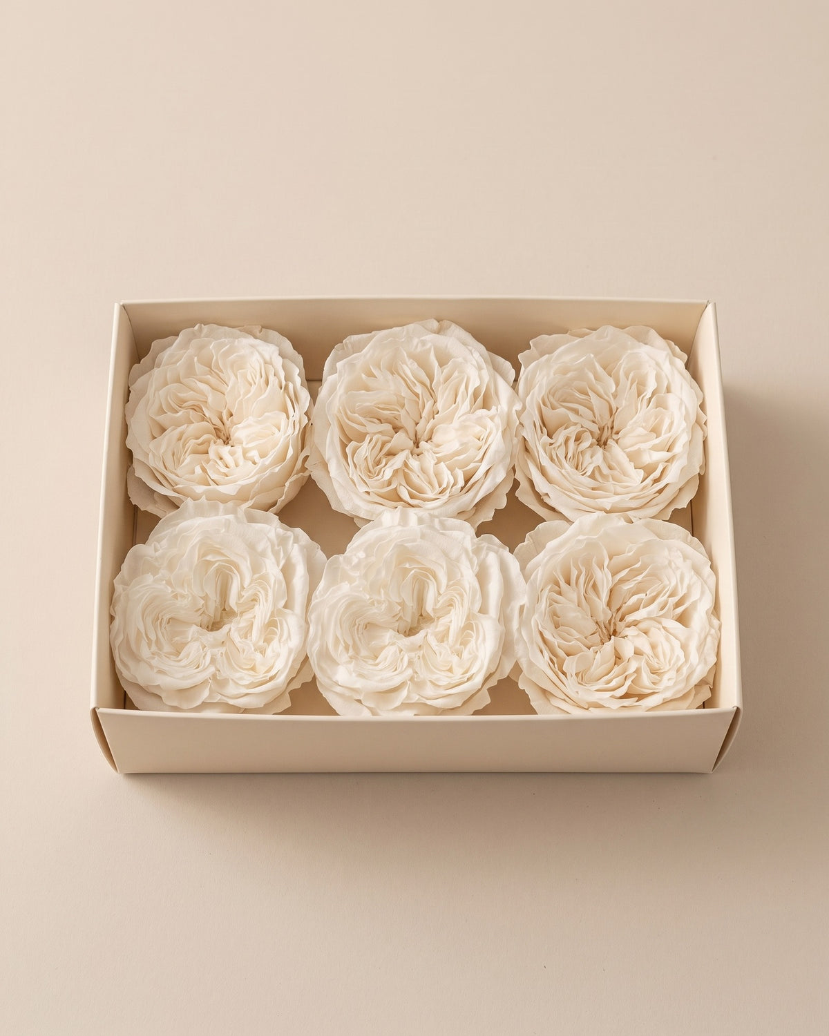 Caja abierta con 6 cabezas de rosa de jardín preservada blanca (Romantic), de 4 a 4,5 cm