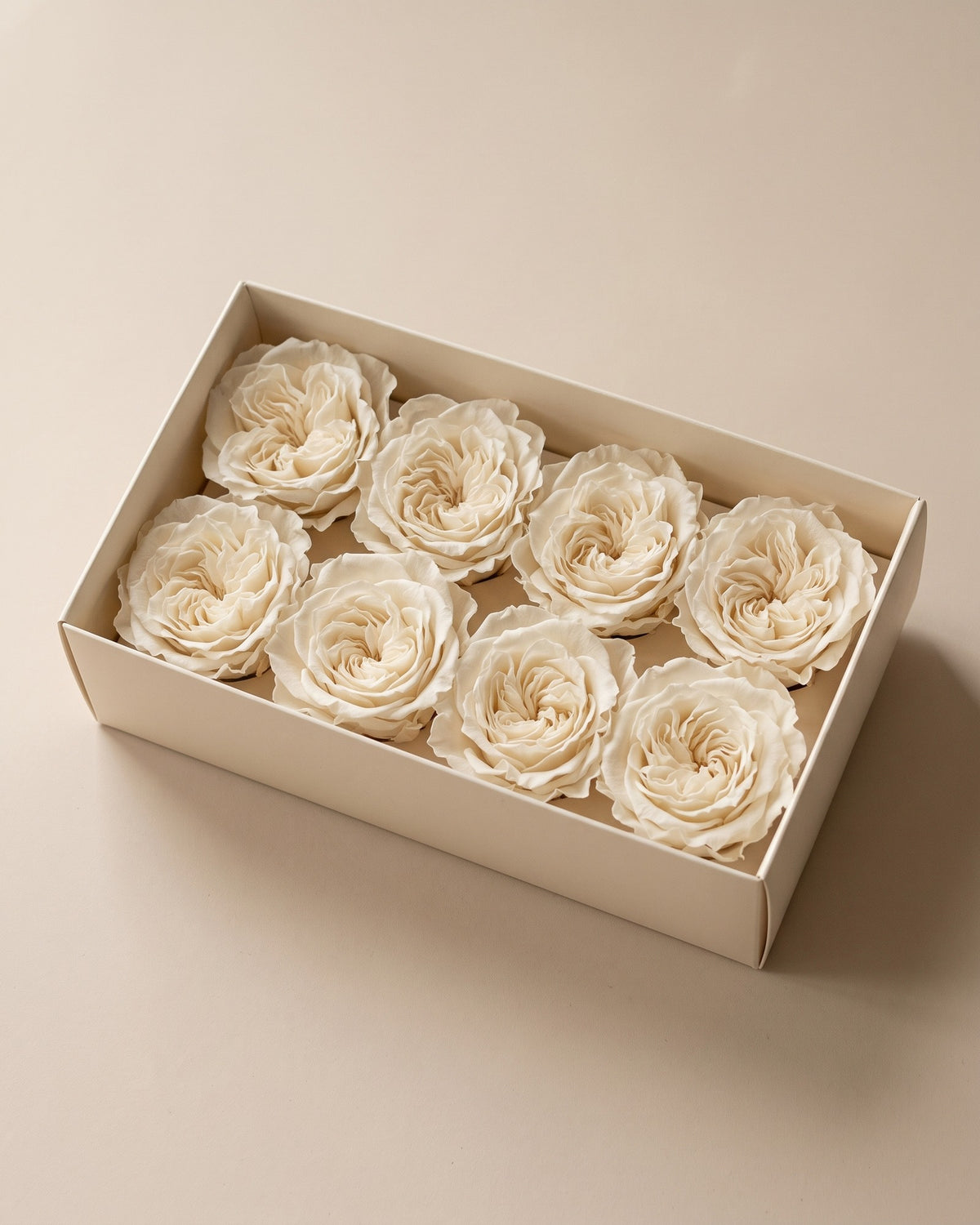 Cabezas de rosa preservada blanca (Romantic) en una caja abierta
