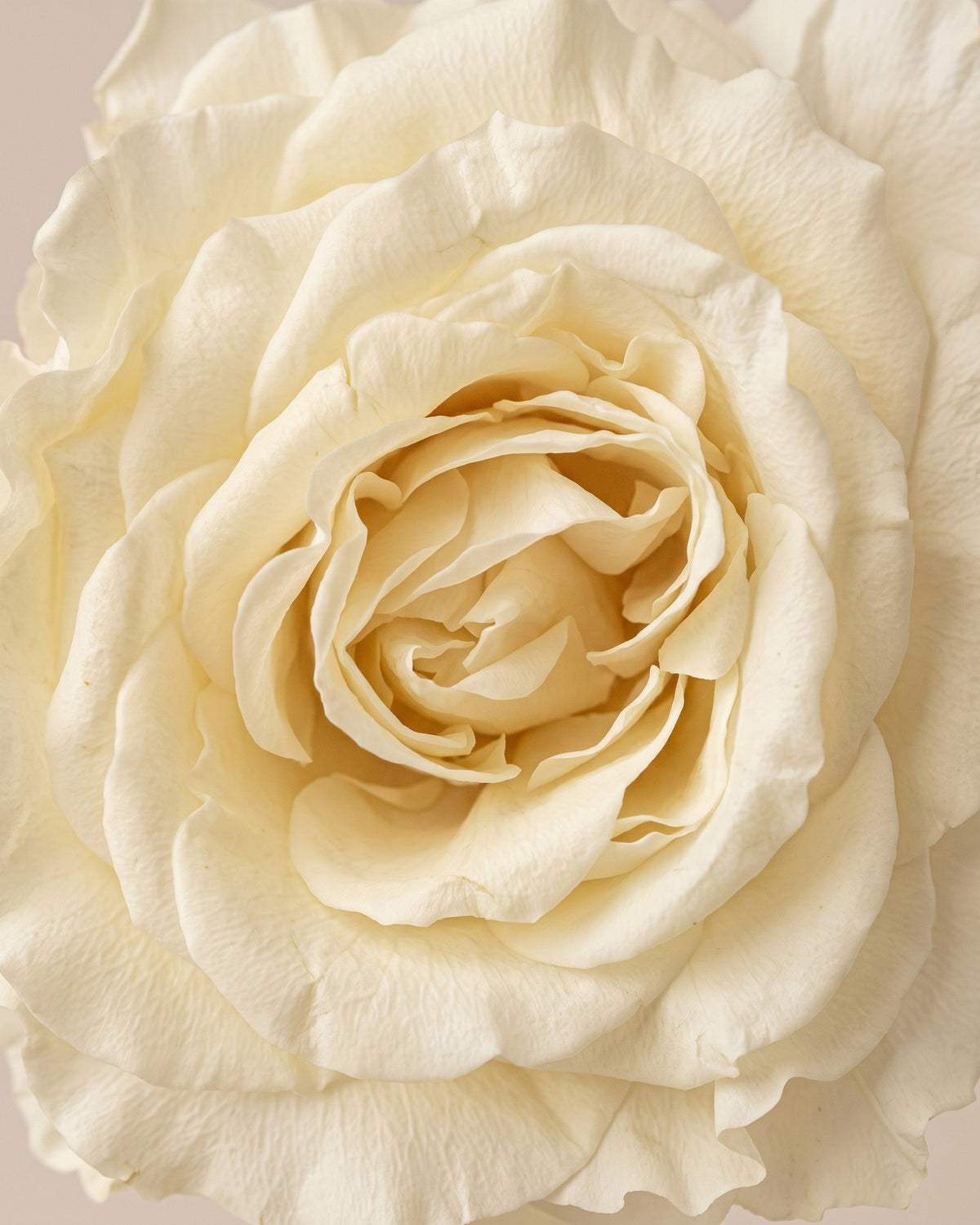 Detalle de los pétalos de la rosa preservada crema