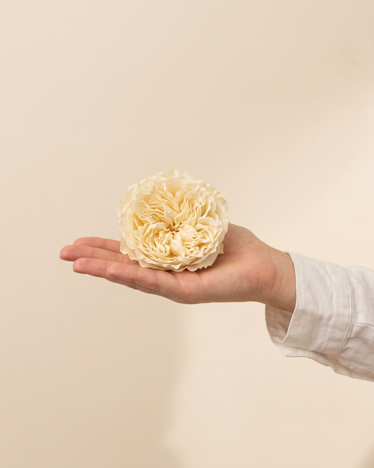 Una cabeza de rosa preservada crema en la mano, para ver su tamaño