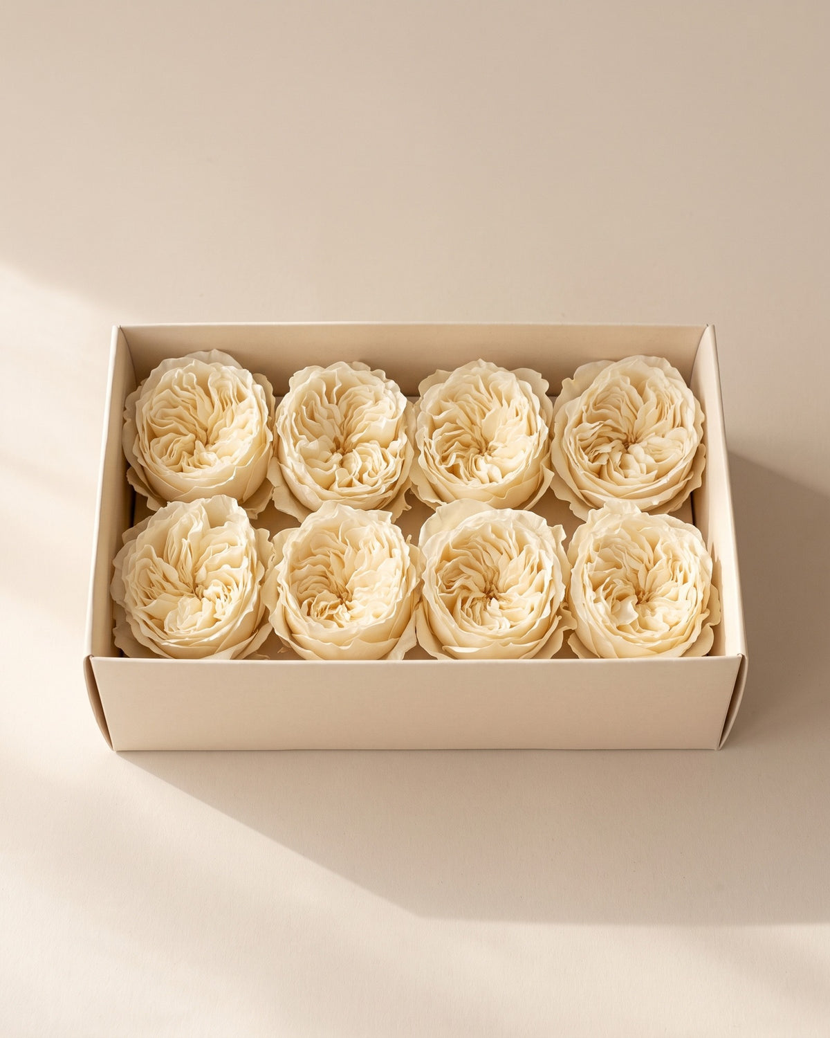 Cabezas de rosa preservada crema (Romantic) en una caja abierta