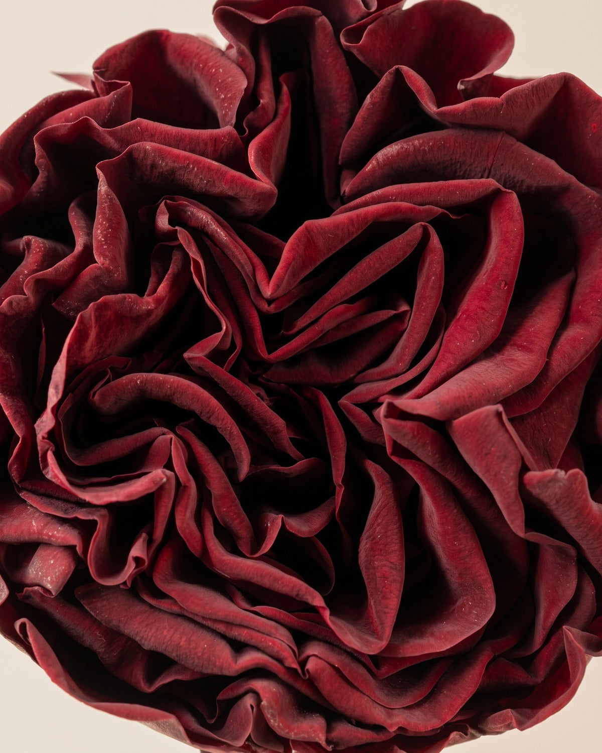 Detalle de los pétalos de la rosa de jardín preservada granate (Romantic)