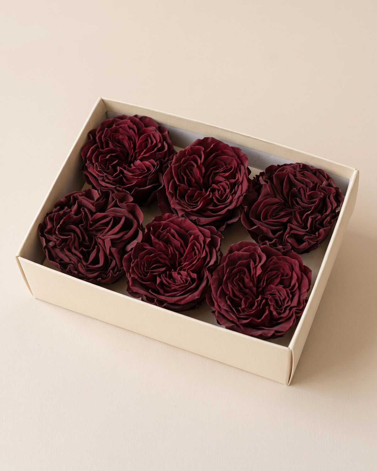 Caja abierta con 6 cabezas de rosa de jardín preservada granate (Romantic), de 4 a 4,5 cm