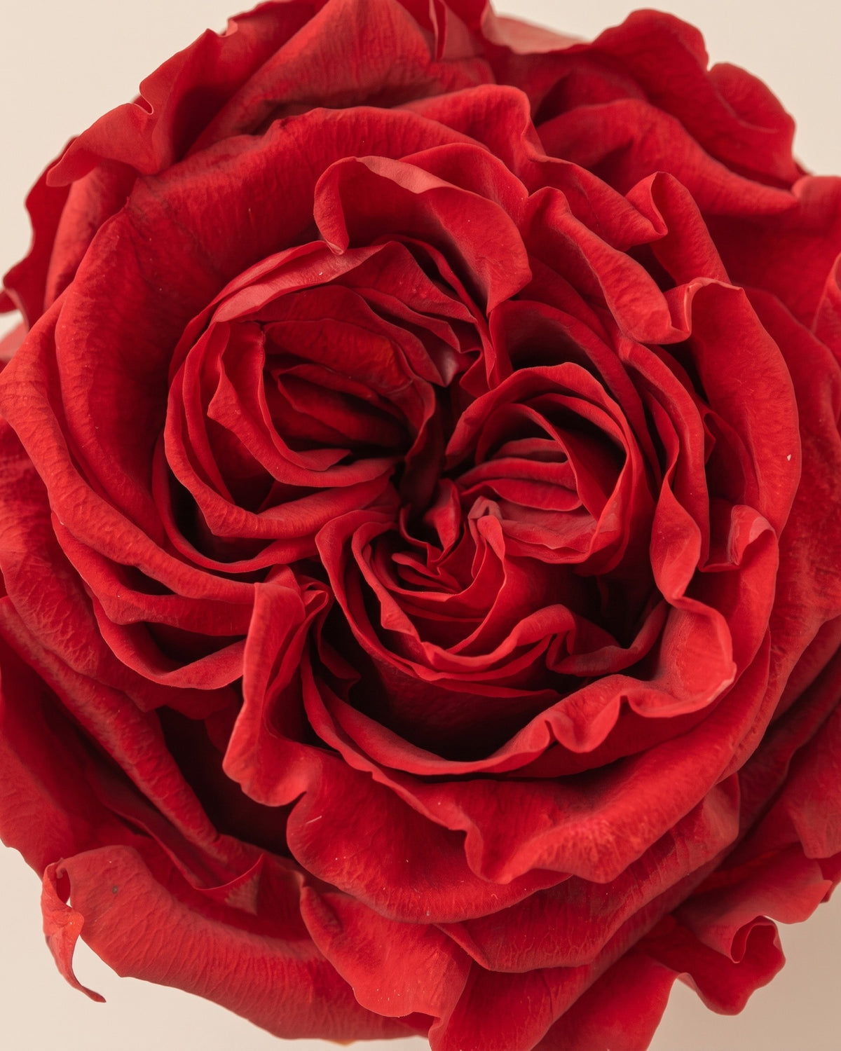 Detalle de los pétalos de la rosa de jardín preservada roja (Romantic)