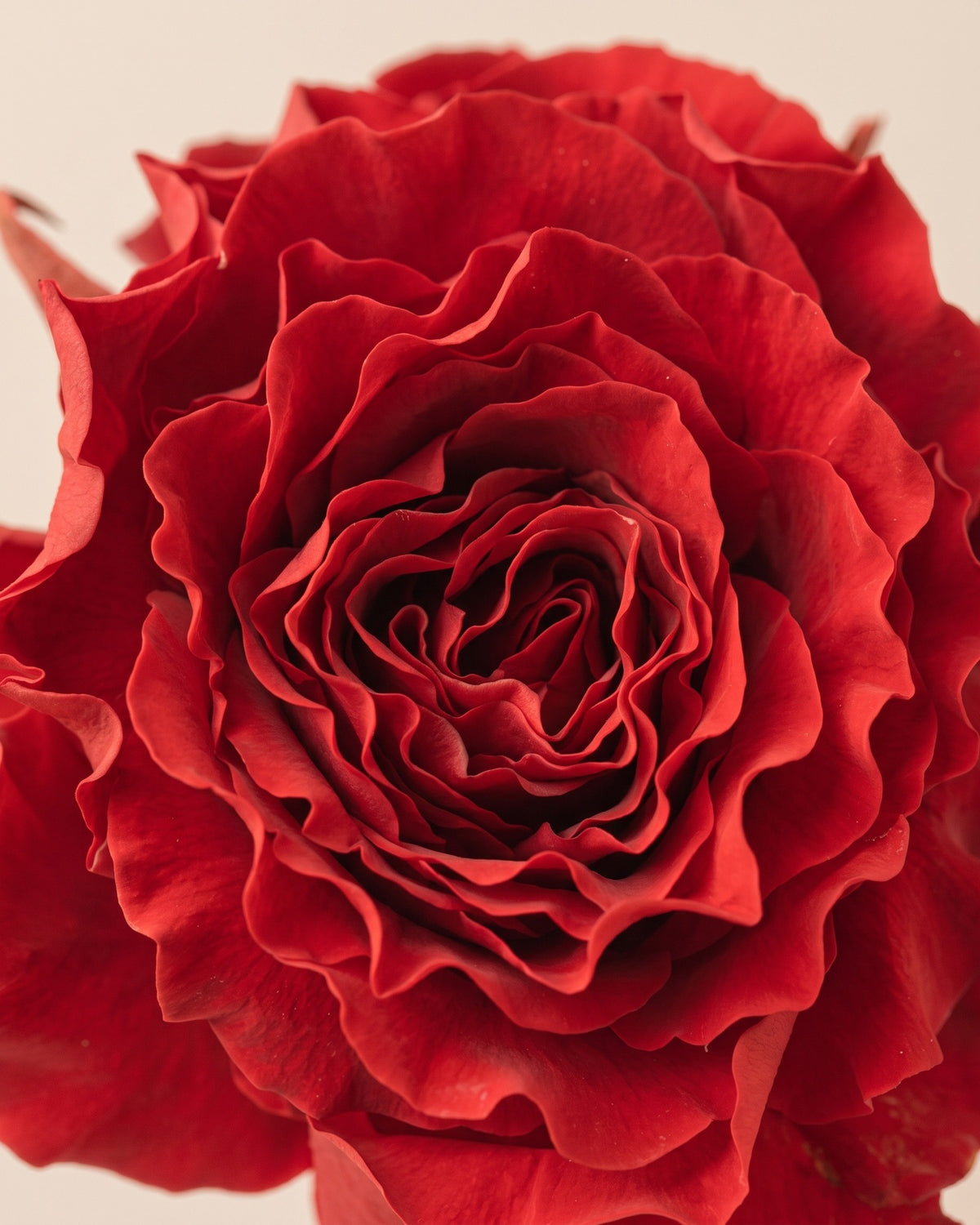 Detalle de los pétalos de la rosa preservada roja