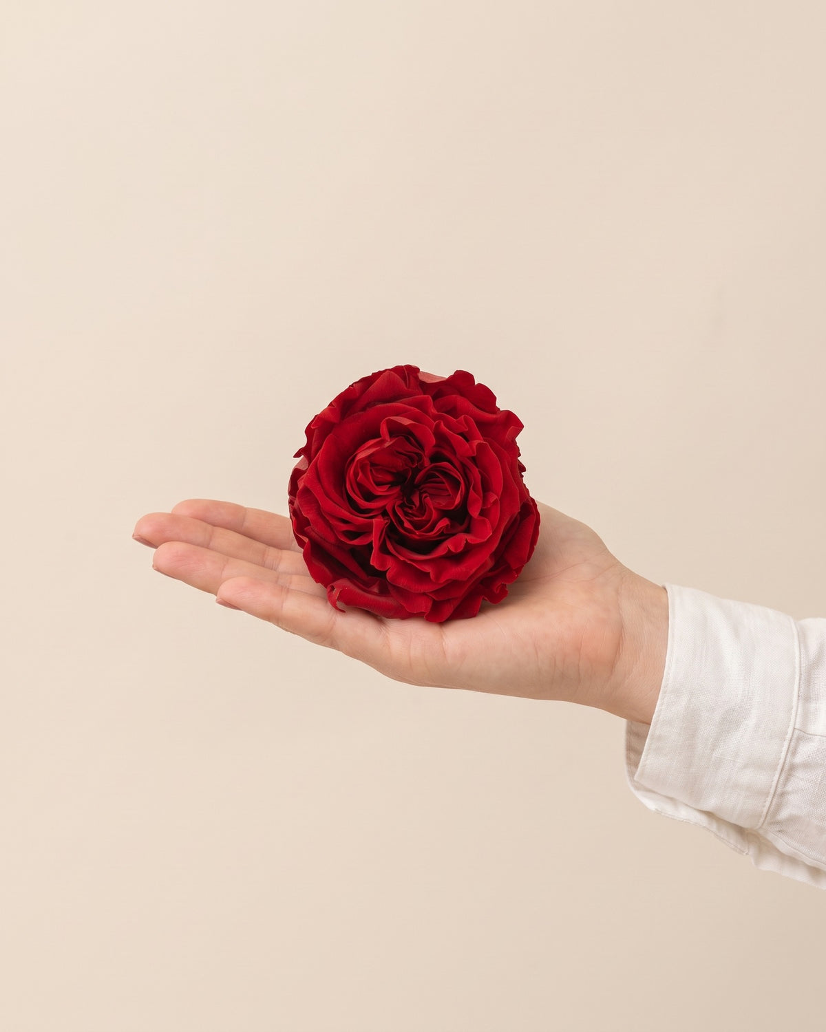 Cabeza de rosa de jardín preservada roja (Romantic) en la palma de la mano, para ver su tamaño real