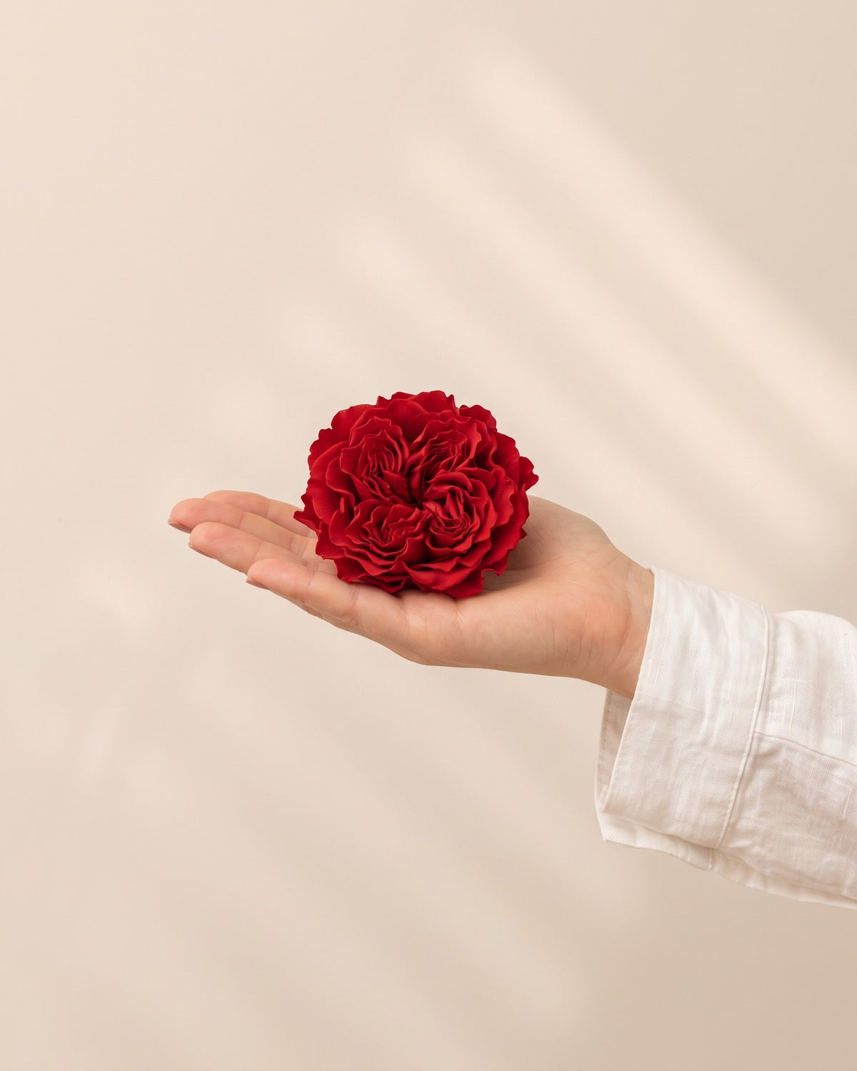 Una cabeza de rosa preservada roja en la mano, para ver su tamaño