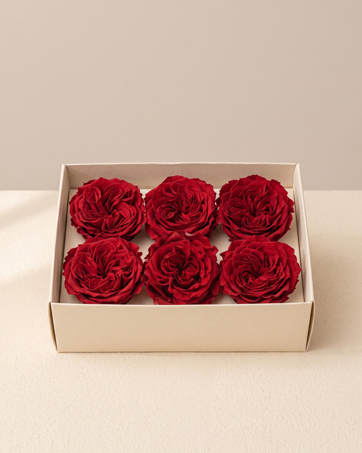 Caja abierta con 6 cabezas de rosa de jardín preservada roja (Romantic), de 4 a 4,5 cm