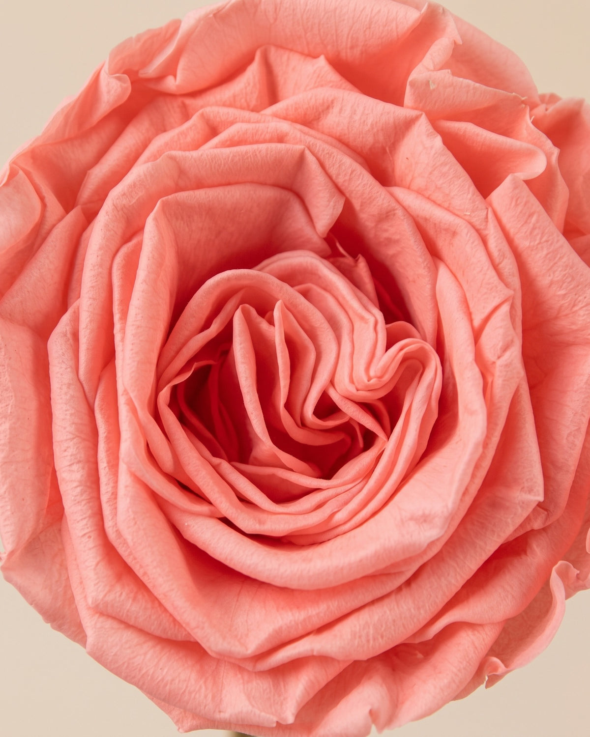 Detalle de los pétalos de la rosa de jardín preservada rosa (Romantic)