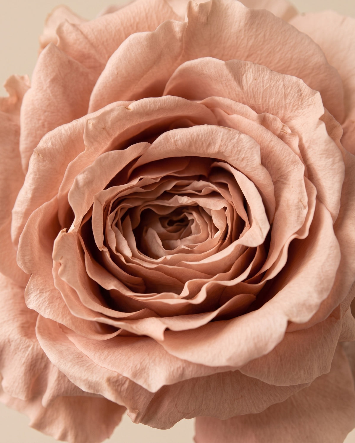 Detalle de los pétalos de la rosa preservada rosa empolvado