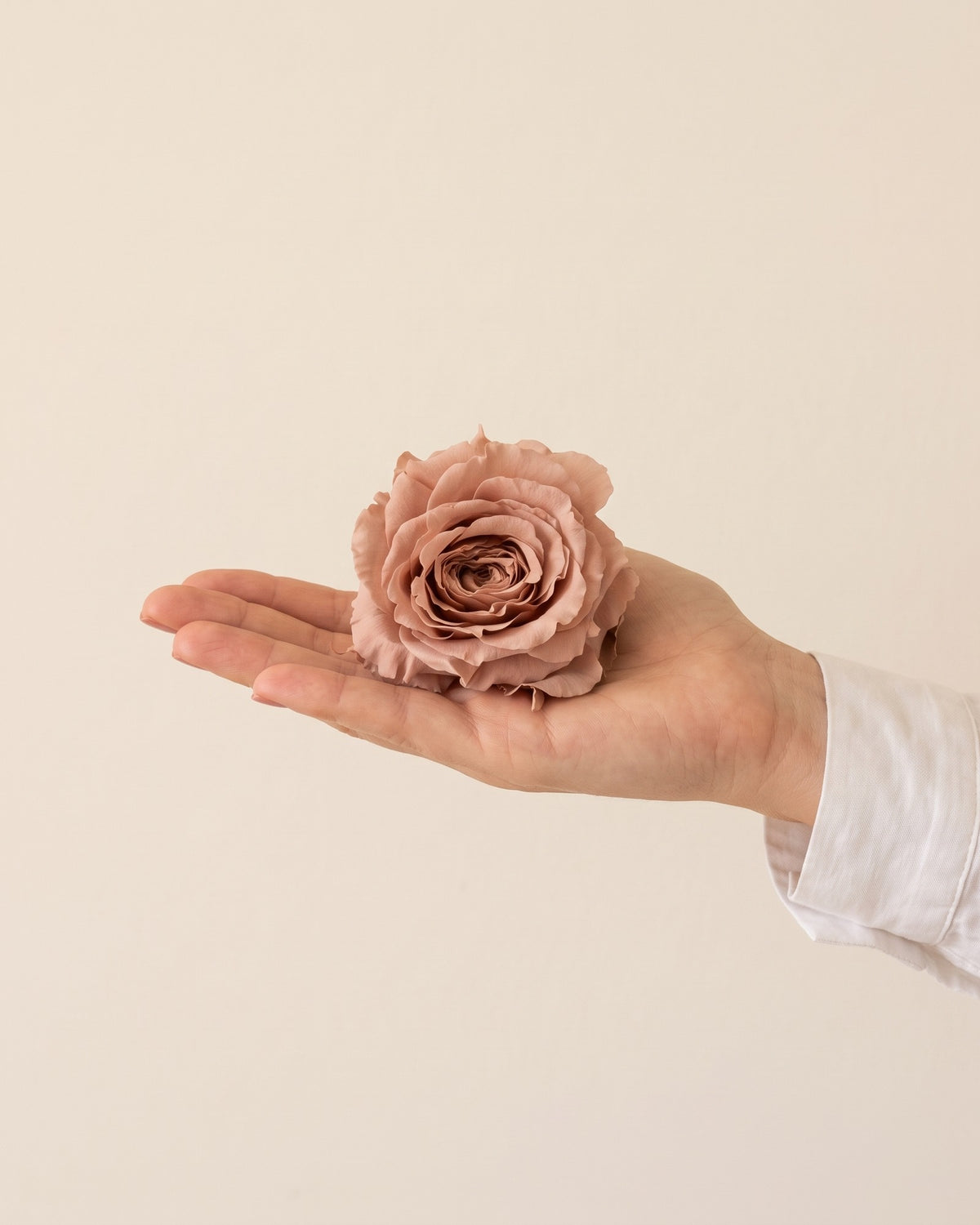 Una cabeza de rosa preservada rosa empolvado en la mano, para ver su tamaño
