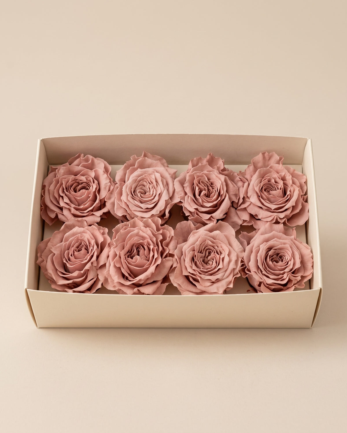 Cabezas de rosa preservada rosa empolvado (Romantic) en una caja abierta