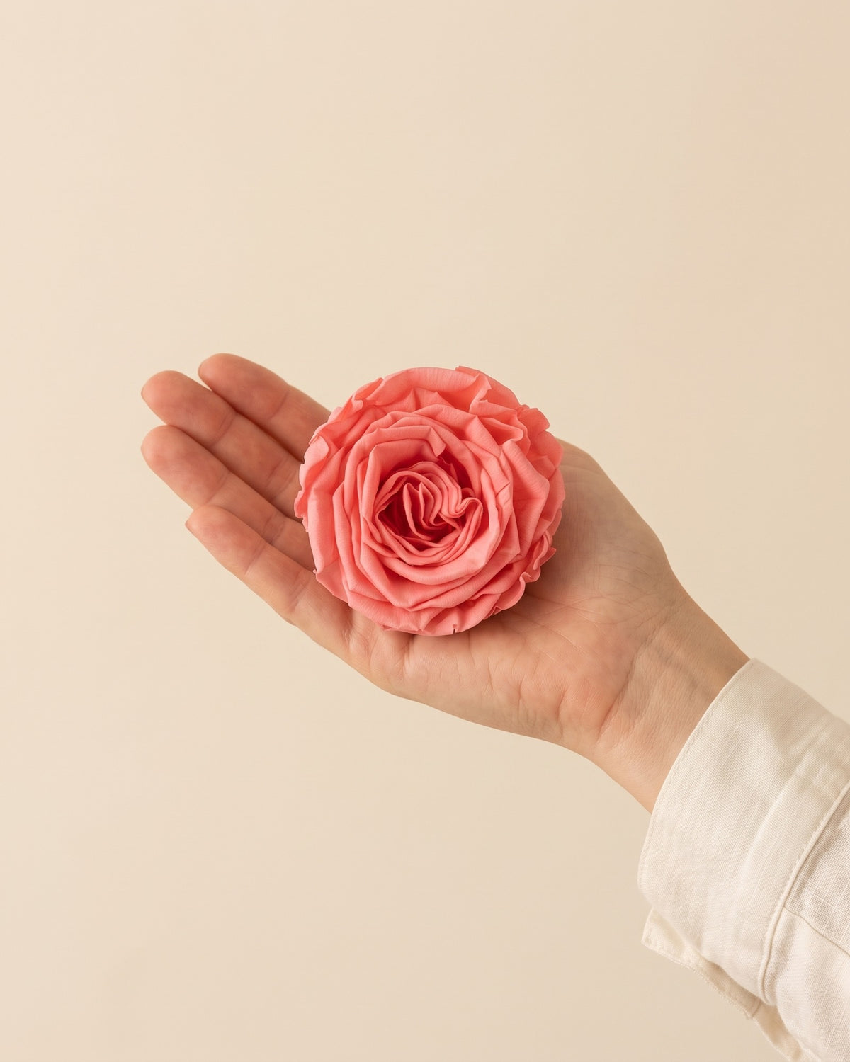 Cabeza de rosa de jardín preservada rosa (Romantic) en la palma de la mano, para ver su tamaño real