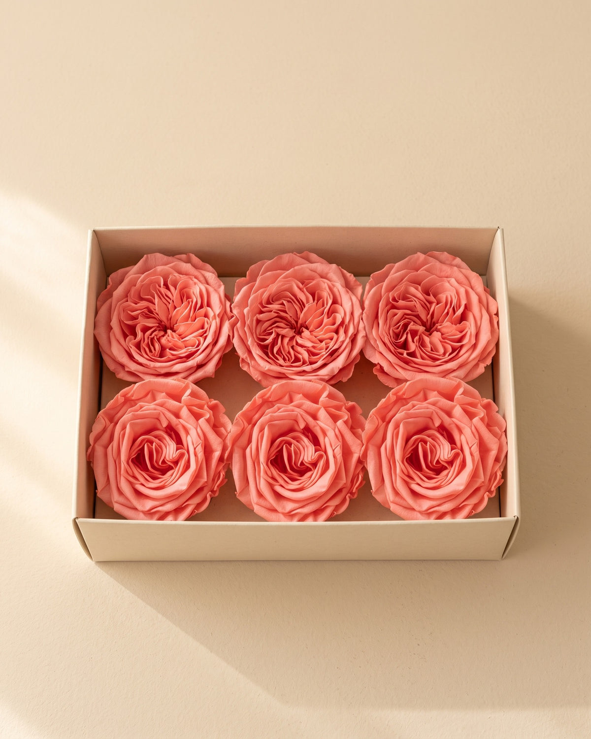 Caja abierta con 6 cabezas de rosa de jardín preservada rosa (Romantic), de 4 a 4,5 cm