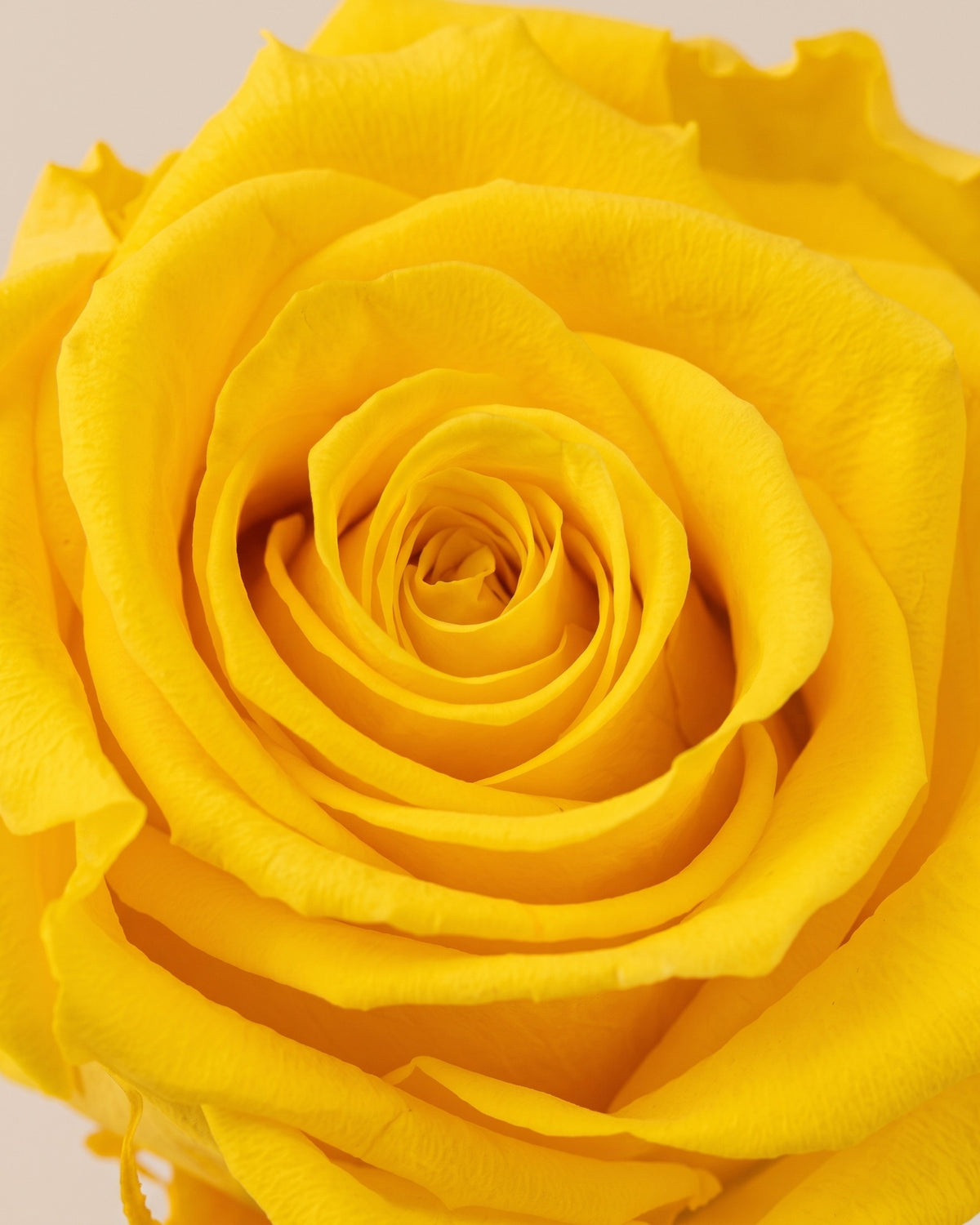 Detalle de los pétalos de la rosa preservada amarilla