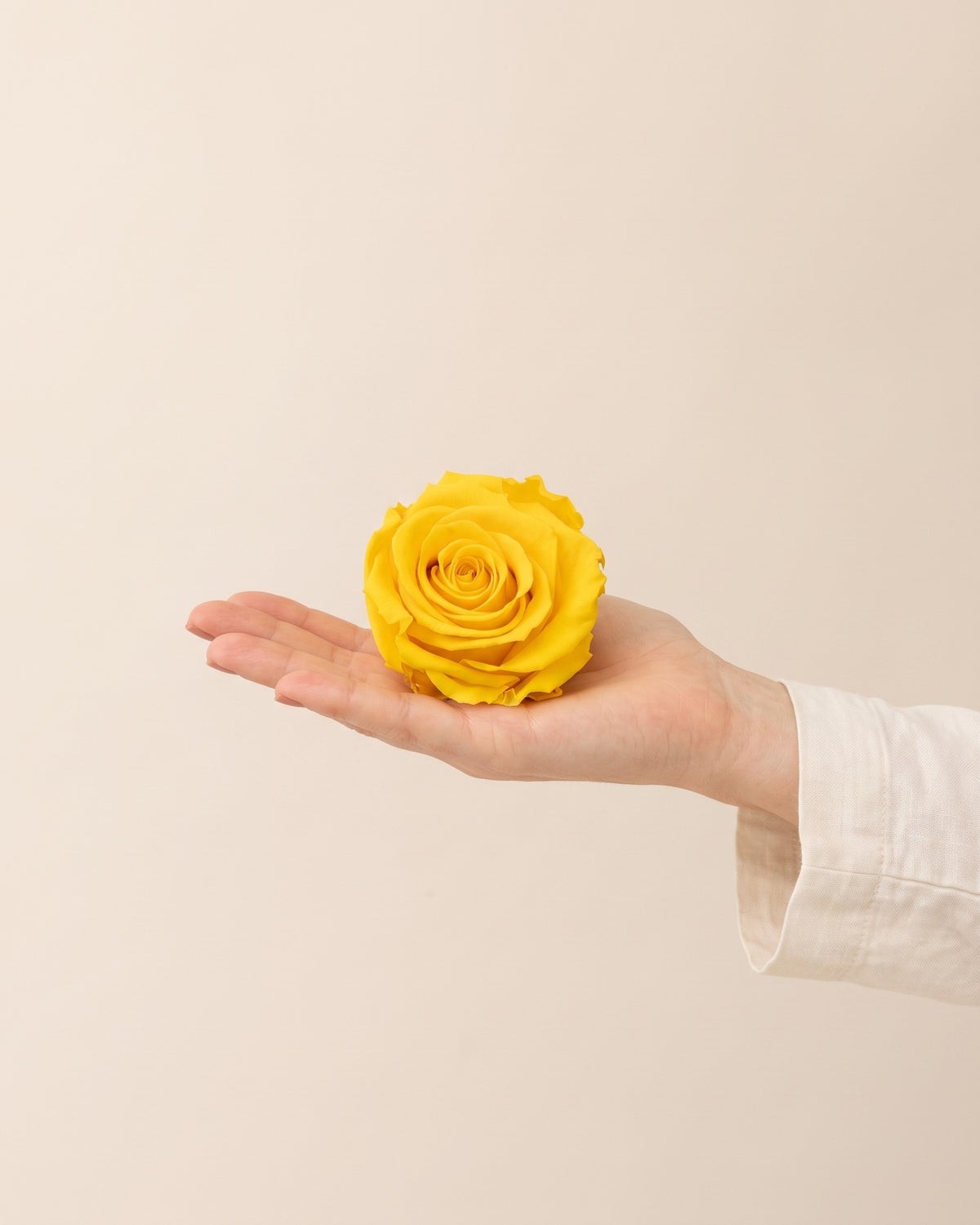Una cabeza de rosa preservada amarilla en la mano, para ver su tamaño