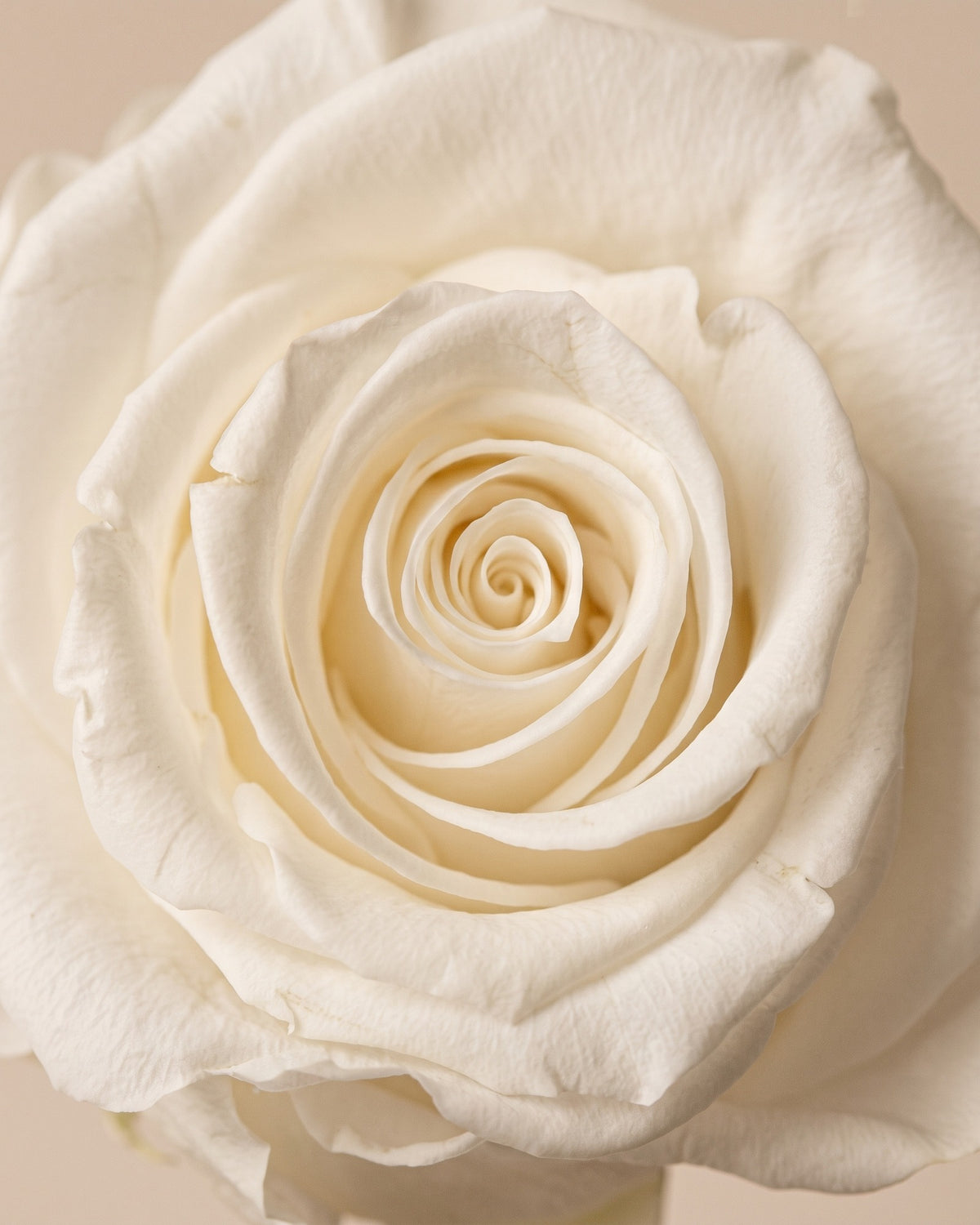 Detalle de los pétalos de la rosa preservada blanca