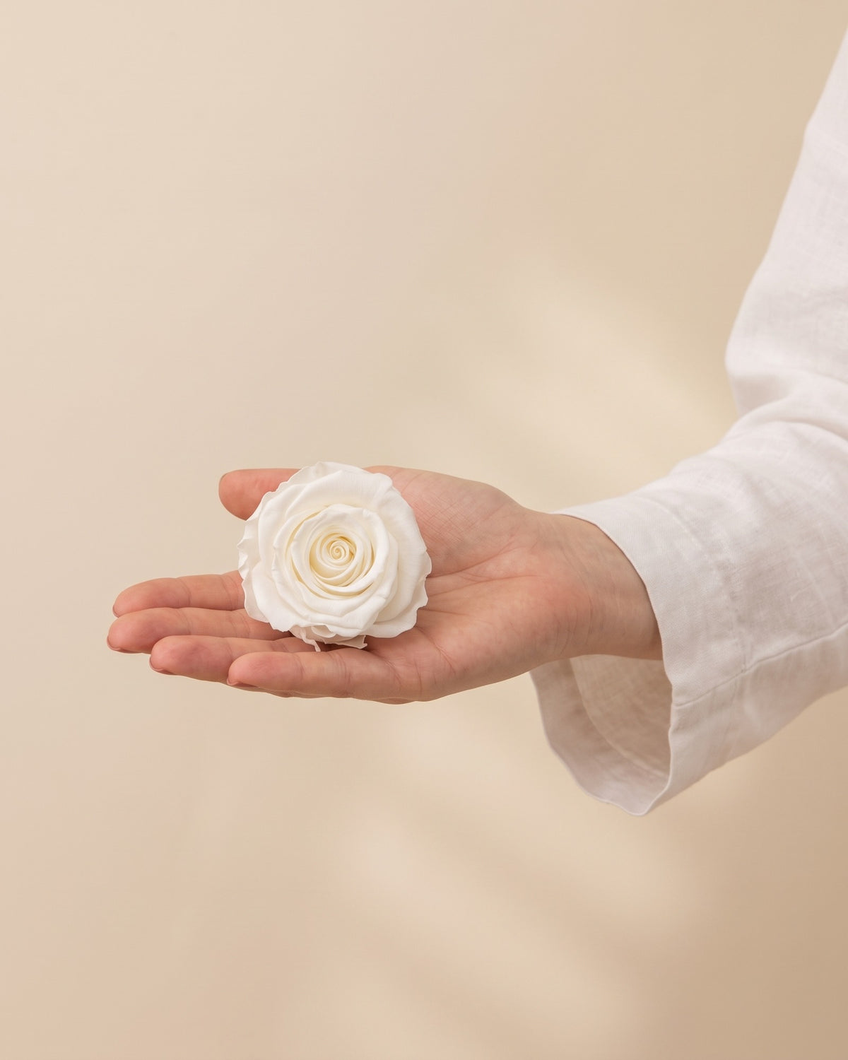 Una cabeza de rosa preservada blanca en la mano, para ver su tamaño
