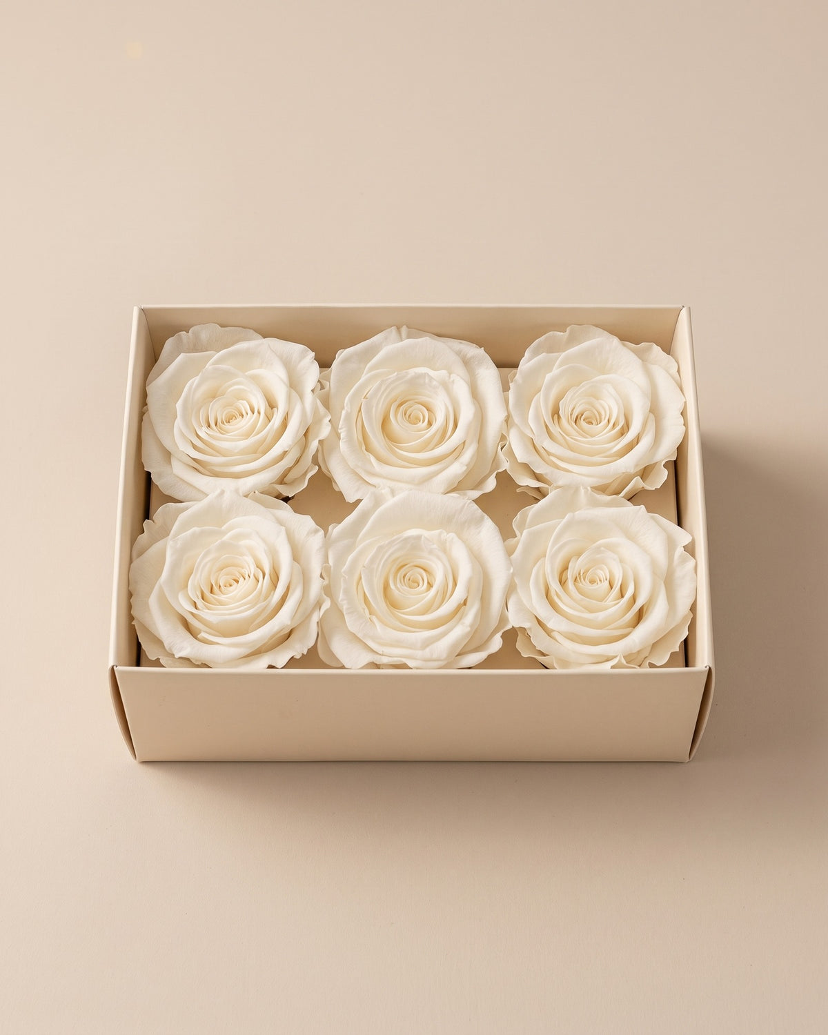 Cabezas de rosa preservada blanca (medianas) en una caja abierta