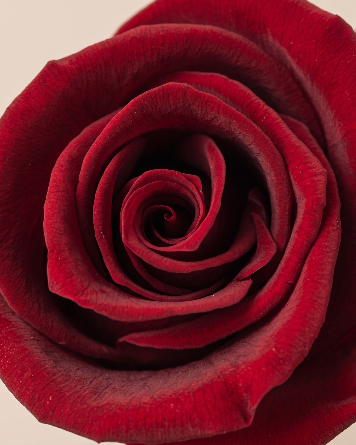 Detalle de los pétalos de la rosa preservada burdeos