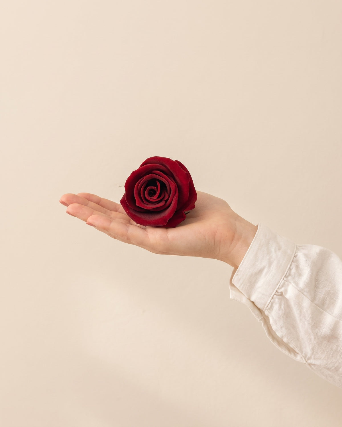 Una cabeza de rosa preservada burdeos en la mano, para ver su tamaño