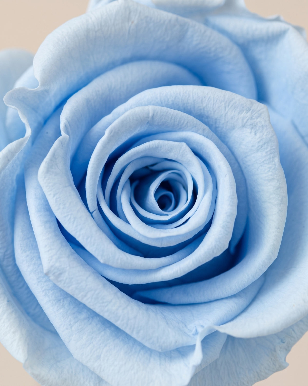 Detalle de los pétalos de la rosa preservada celeste