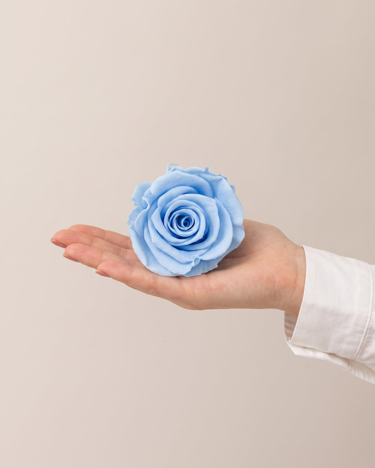 Una cabeza de rosa preservada celeste en la mano, para ver su tamaño
