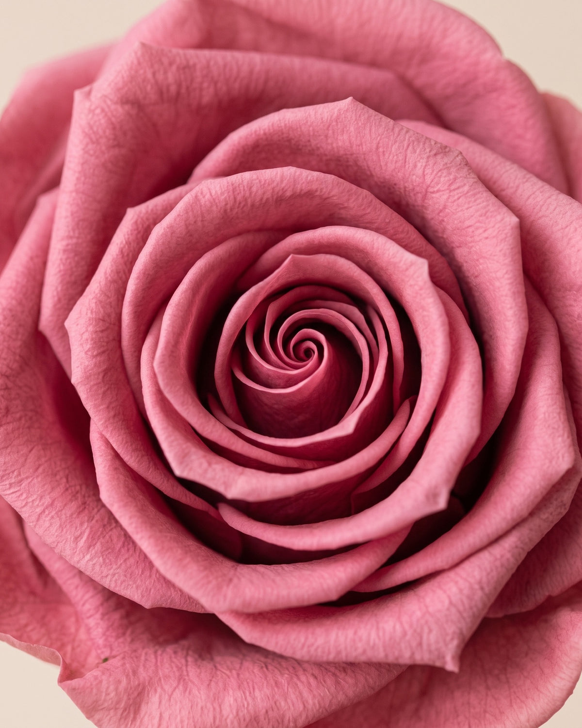 Detalle de los pétalos de la rosa preservada cereza