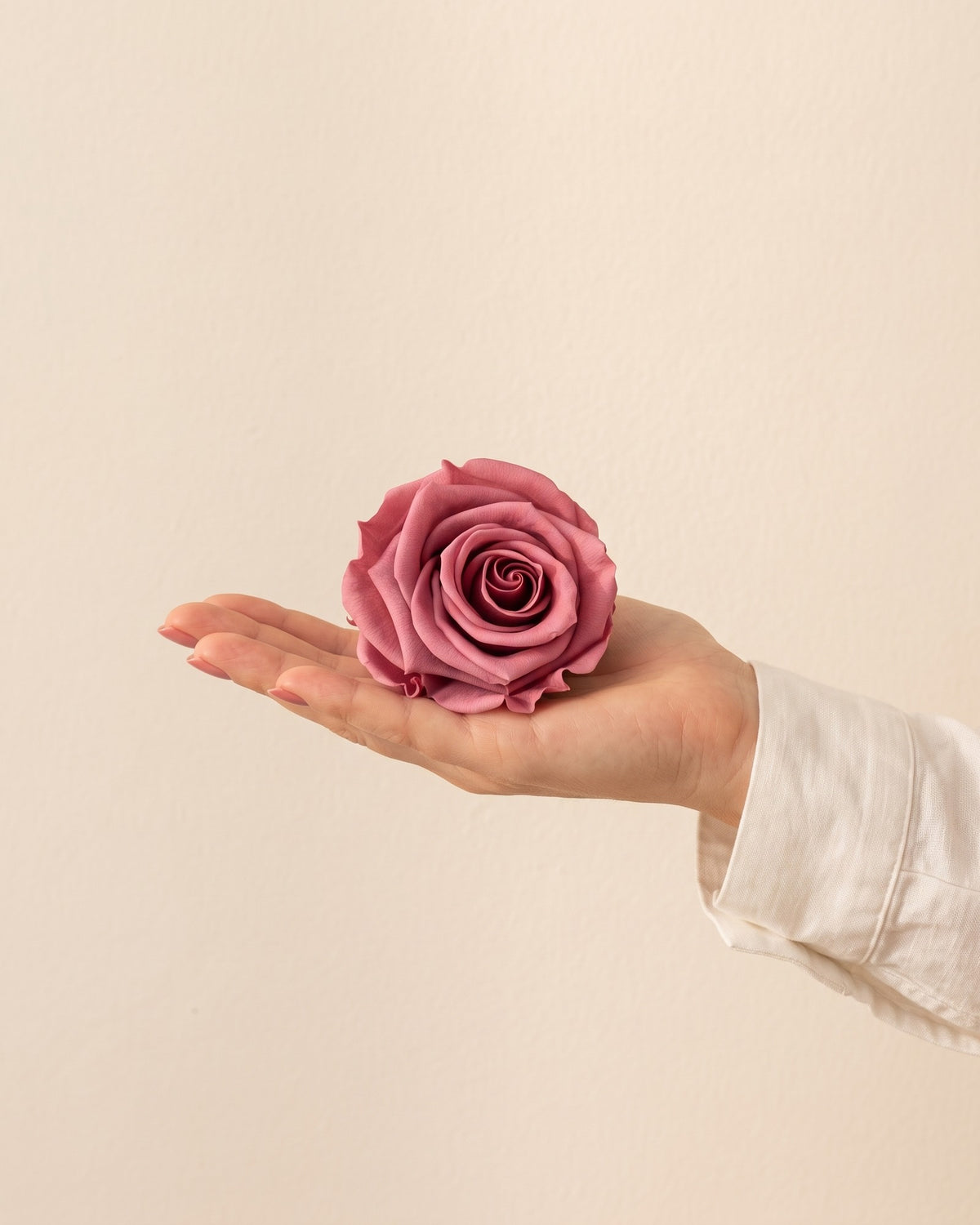 Una cabeza de rosa preservada cereza en la mano, para ver su tamaño