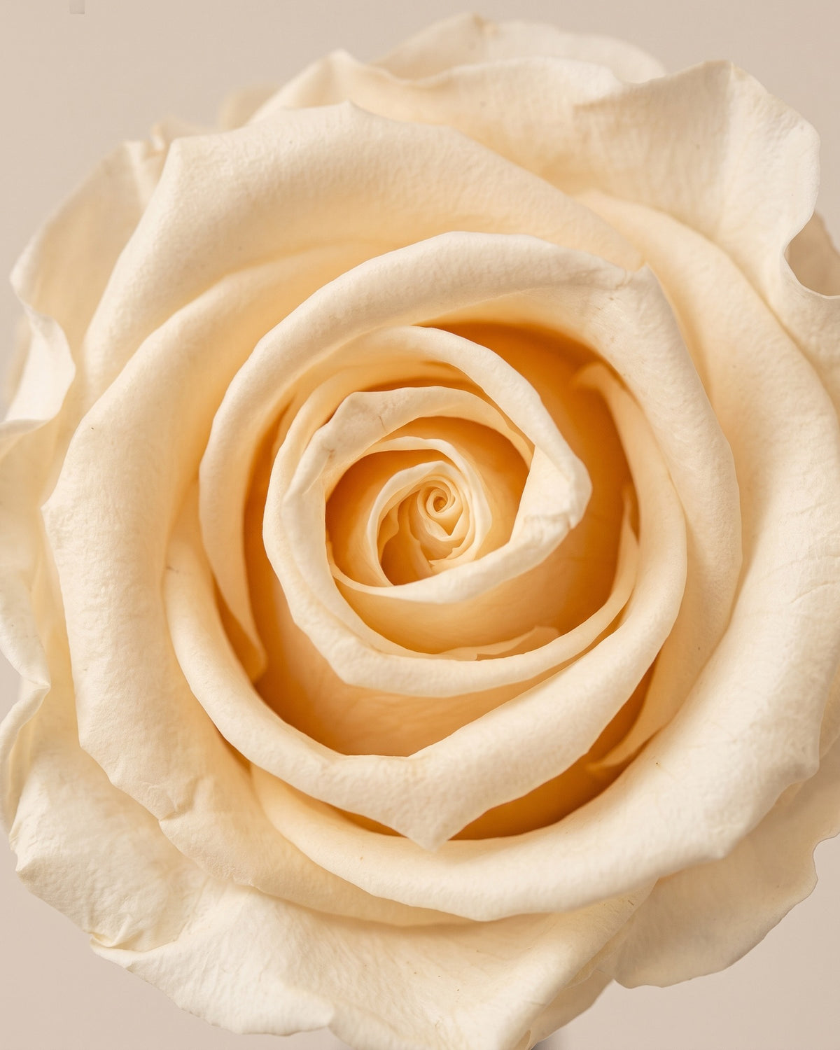 Detalle de los pétalos de la rosa preservada champagne