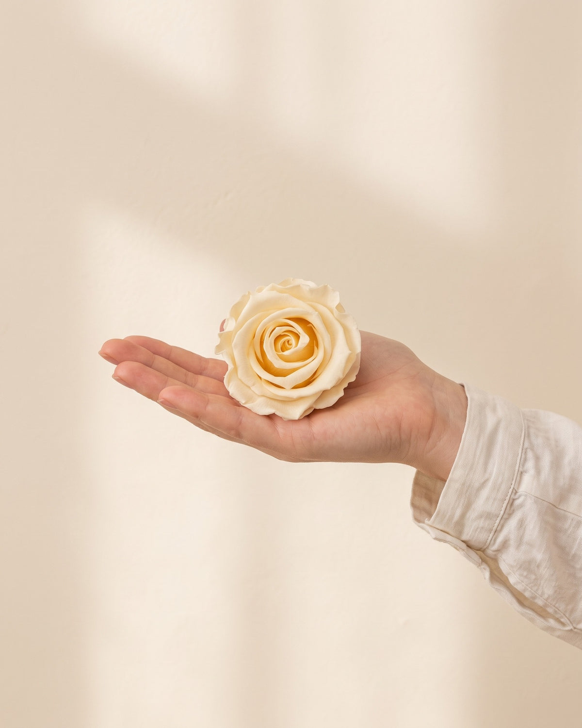 Una cabeza de rosa preservada champagne en la mano, para ver su tamaño