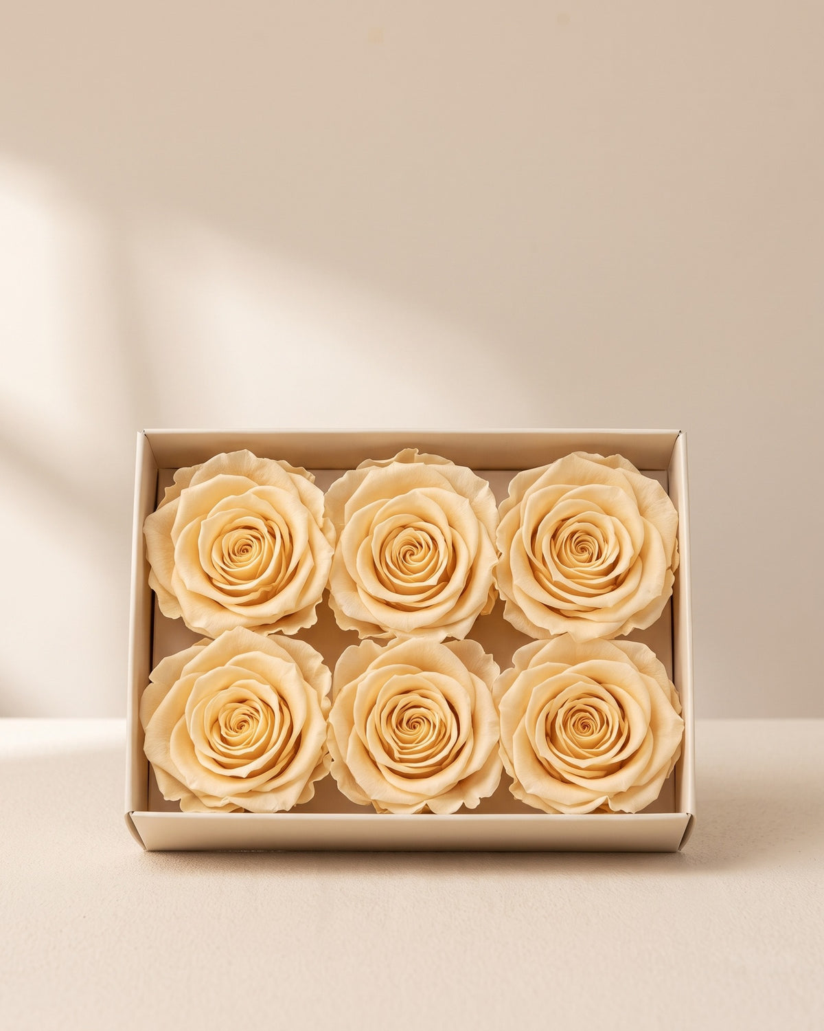 Cabezas de rosa preservada champagne (medianas) en una caja abierta