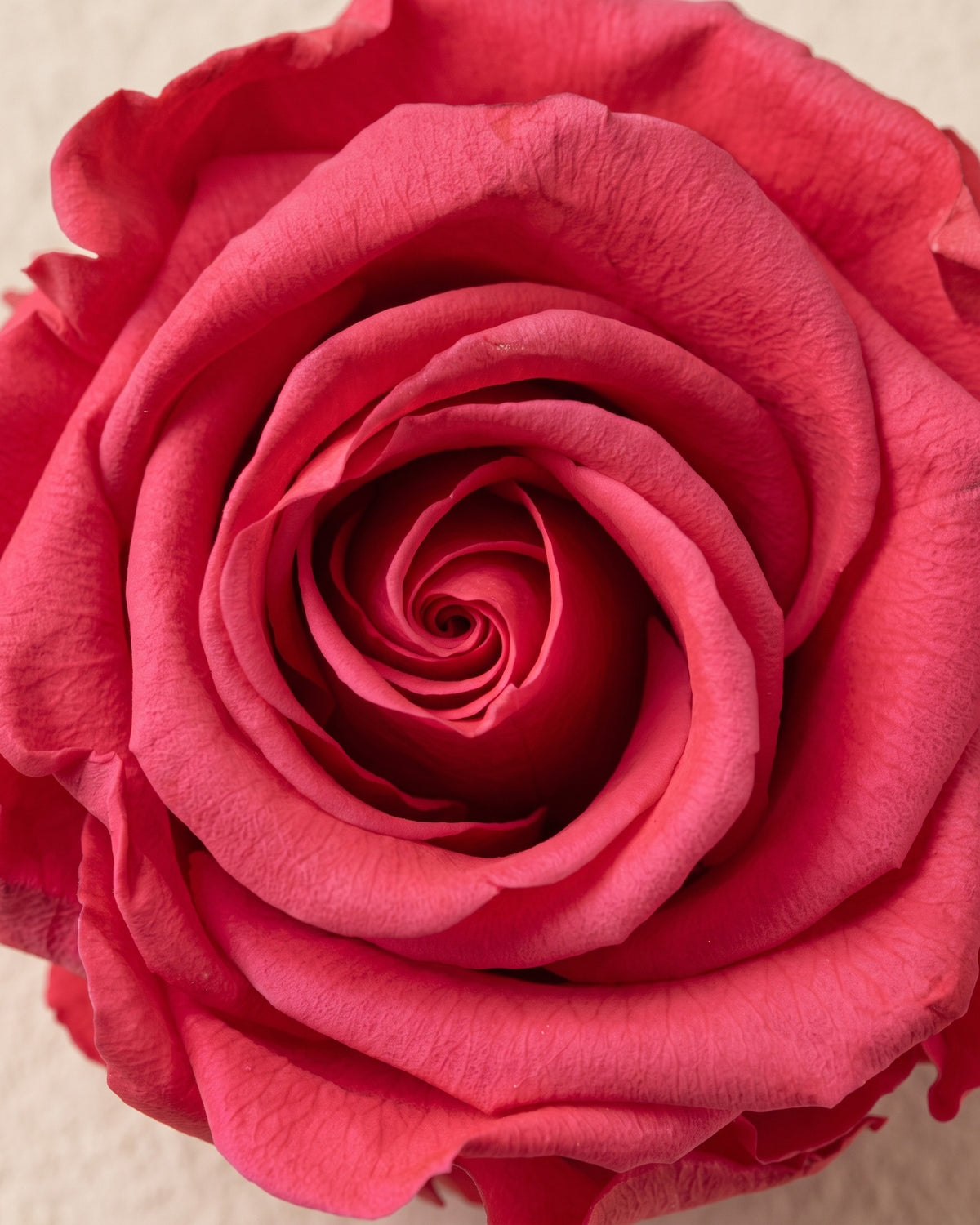 Detalle de los pétalos de la rosa preservada fucsia