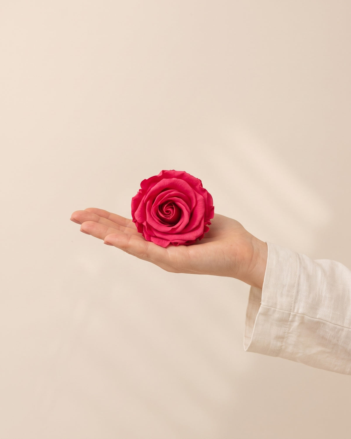 Una cabeza de rosa preservada fucsia en la mano, para ver su tamaño
