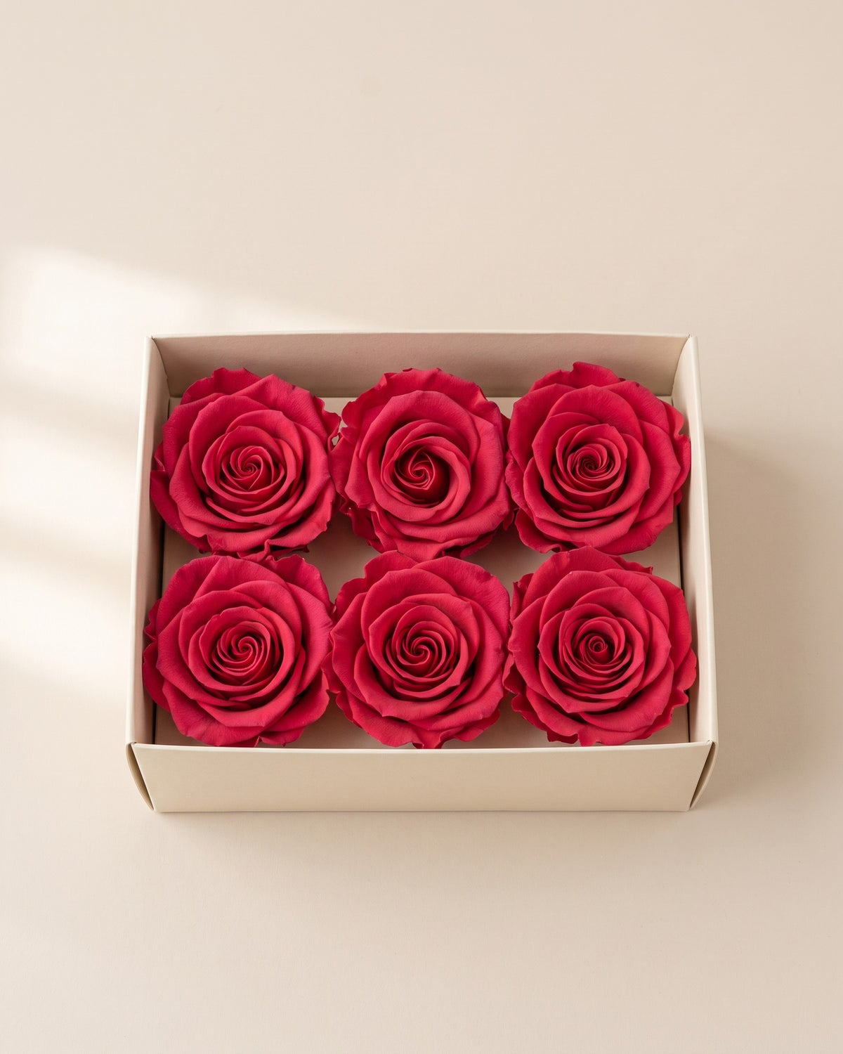 Cabezas de rosa preservada fucsia (medianas) en una caja abierta