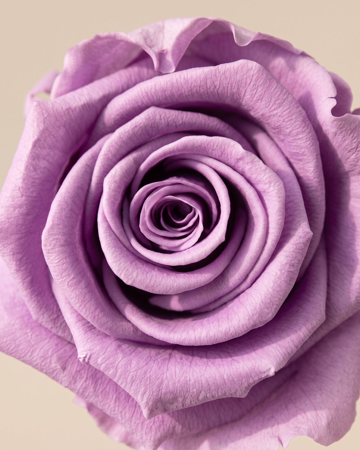Detalle de los pétalos de la rosa preservada lavanda