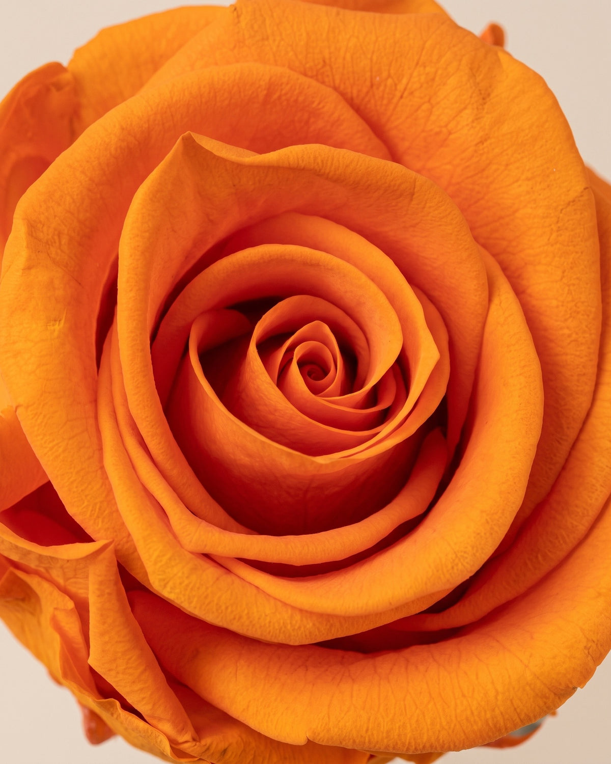 Detalle de los pétalos de la rosa preservada naranja