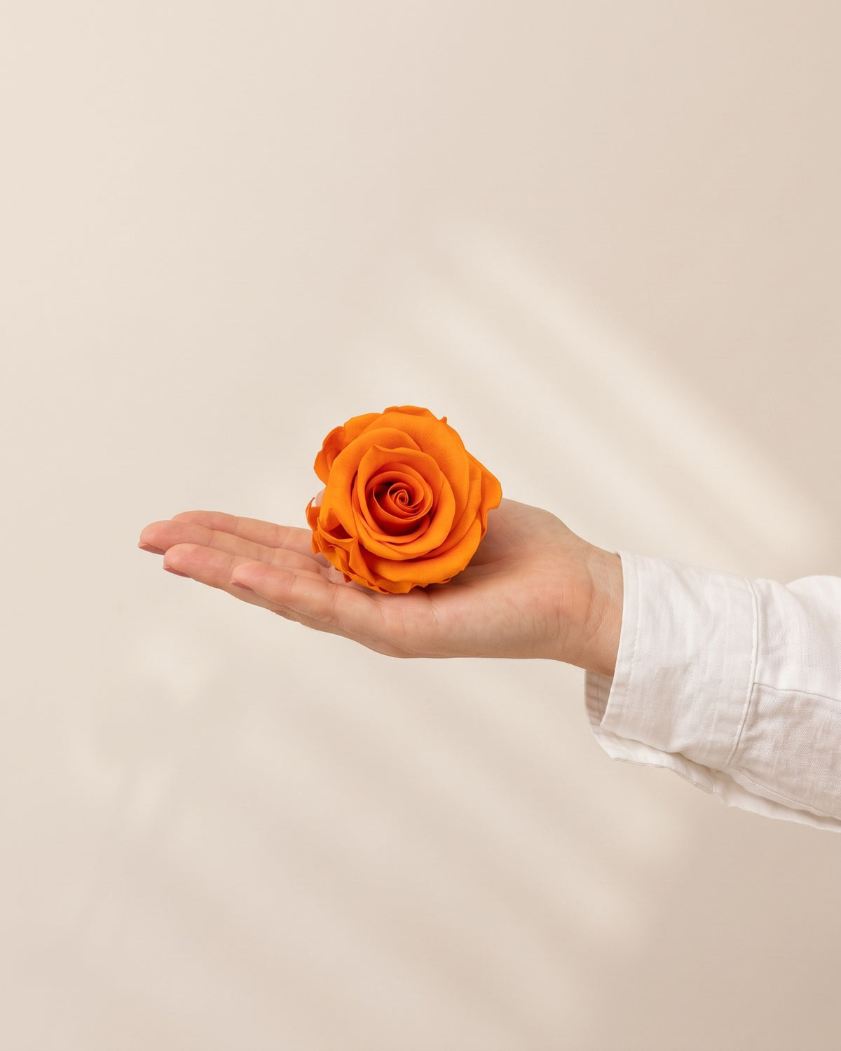 Una cabeza de rosa preservada naranja en la mano, para ver su tamaño