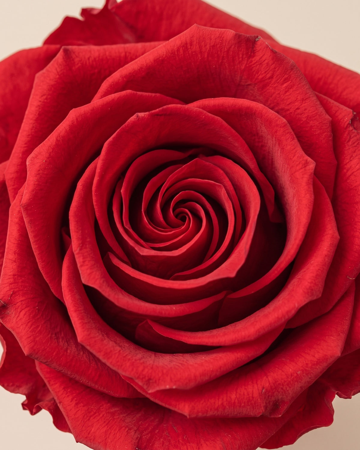 Detalle de los pétalos de la rosa preservada roja