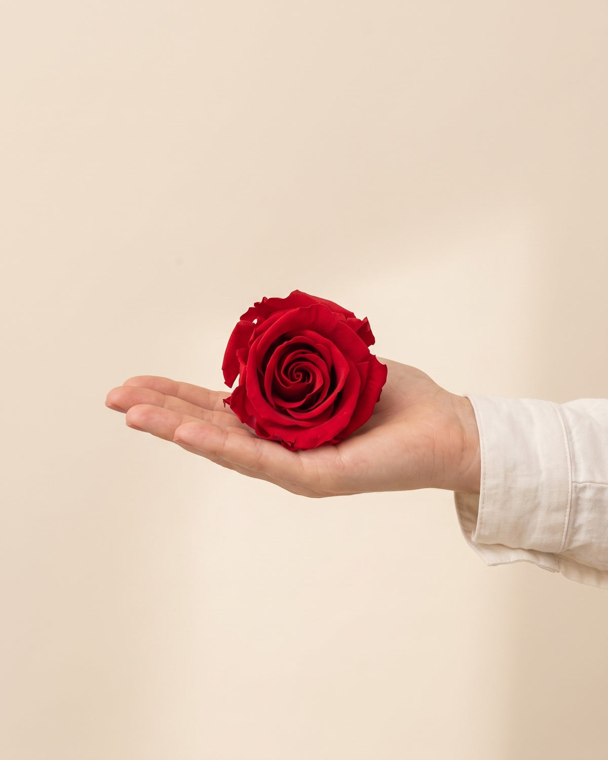 Una cabeza de rosa preservada roja en la mano, para ver su tamaño